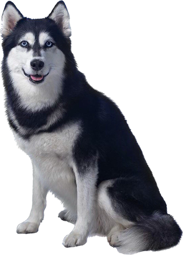 Husky